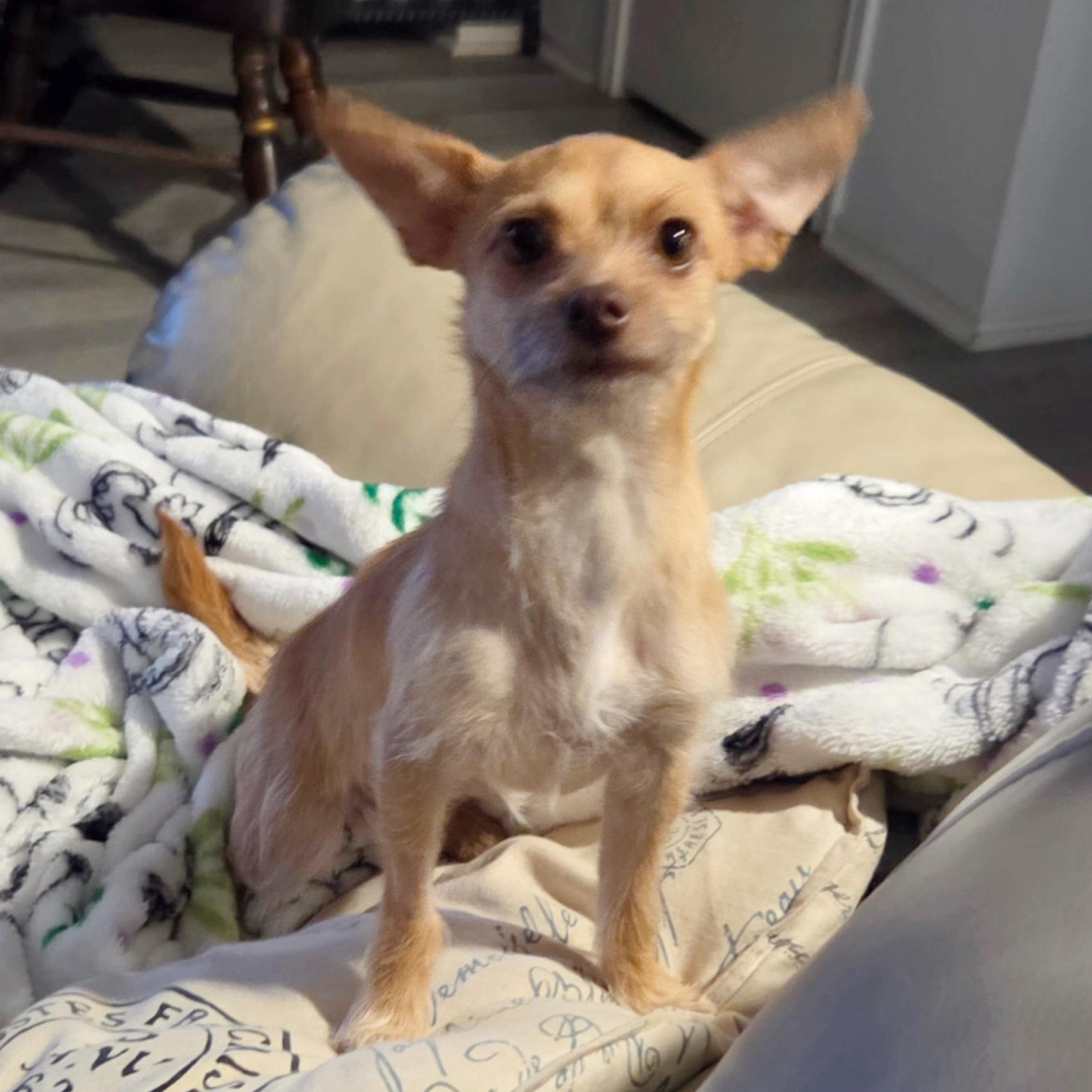 Enlarge Dallas, a Adopted mixed breed in Kingwood, TX image 4/4