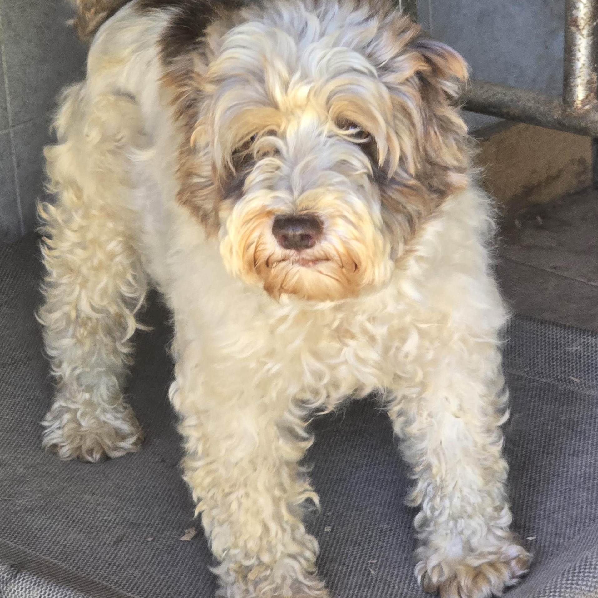 Ella, ADOPTABLE, Adult Female Miniature Schnauzer.