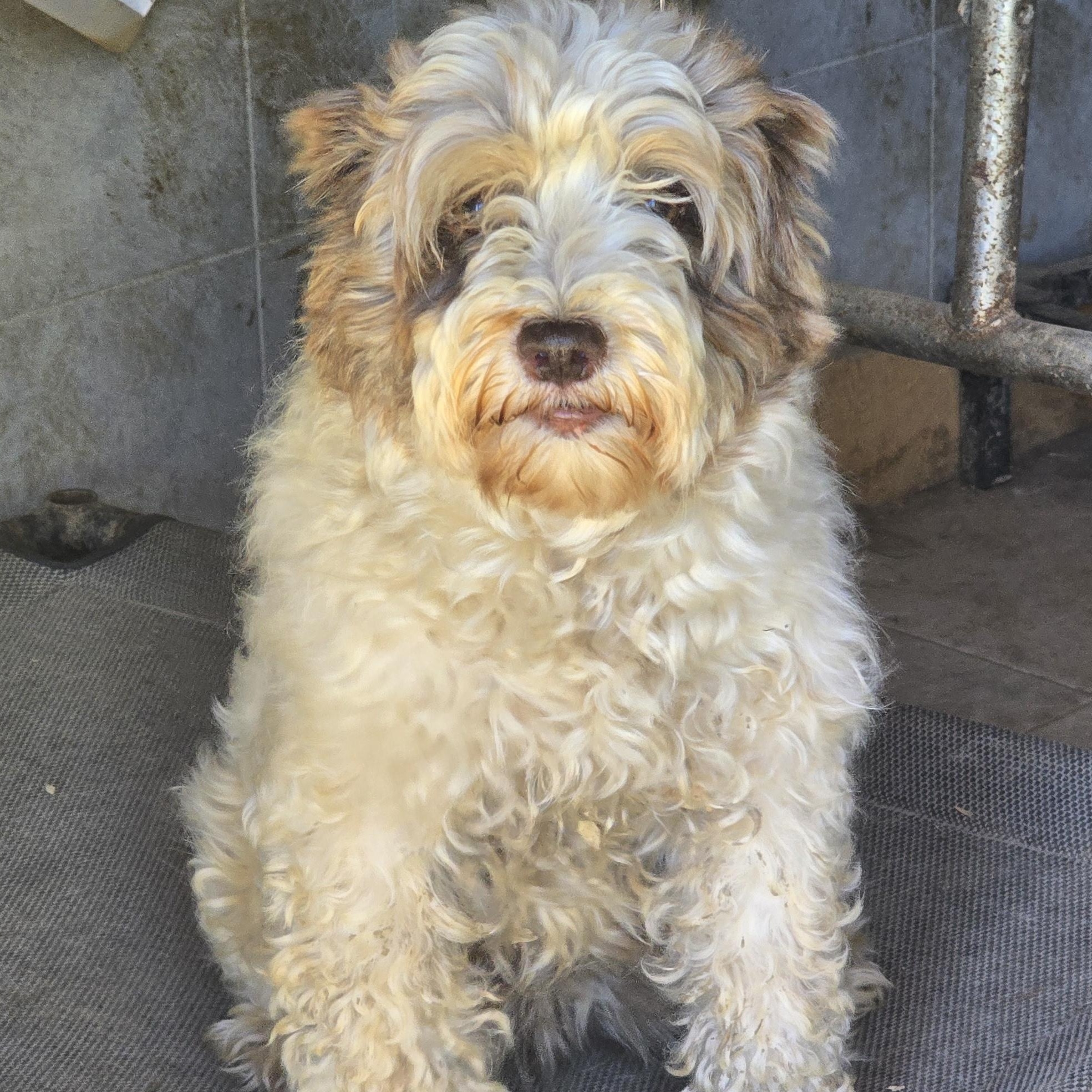 Ella, a ADOPTABLE Miniature Schnauzer in Zaleski, OH image 2/2
