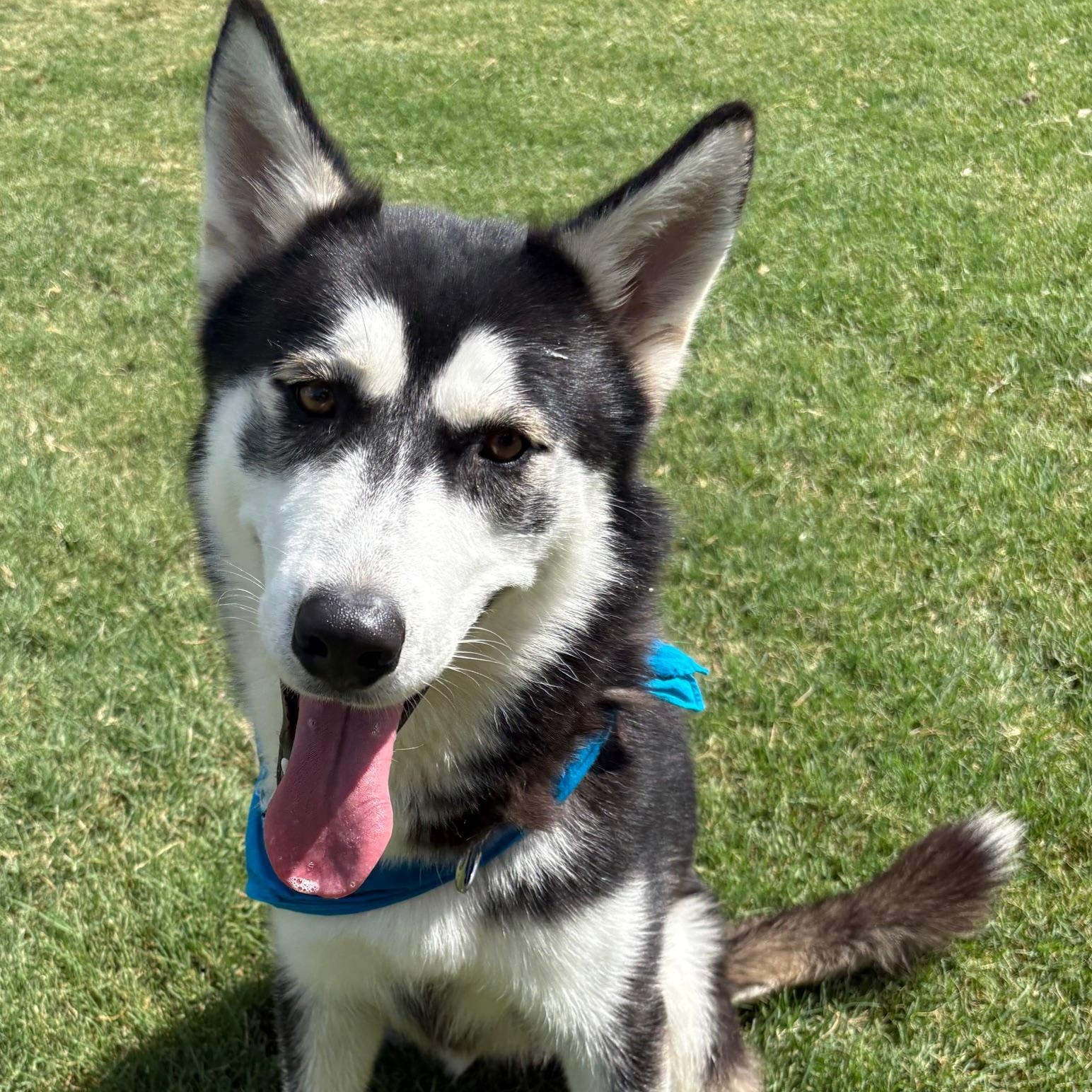 Winter, Adoptable, Young Male Husky.