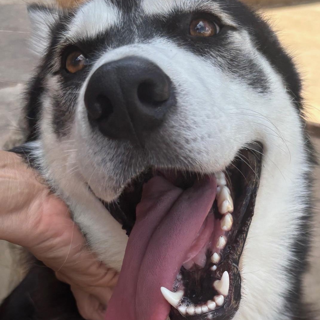 Enlarge Winter, a Adoptable Husky in RIDGEFIELD, NJ image 2/5