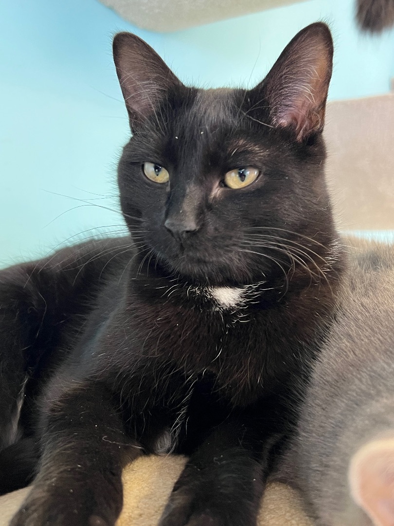 Tucker, a Adoptable mixed breed in Arnprior, ON image 1/2