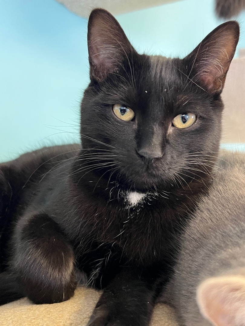 Tucker, a Adoptable mixed breed in Arnprior, ON image 2/2