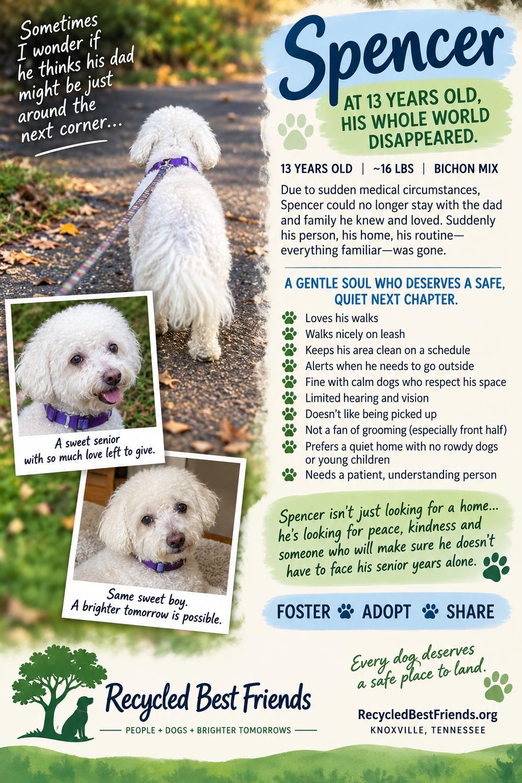 Enlarge Spencer, a Adoptable mixed breed in Knoxville, TN image 2/2