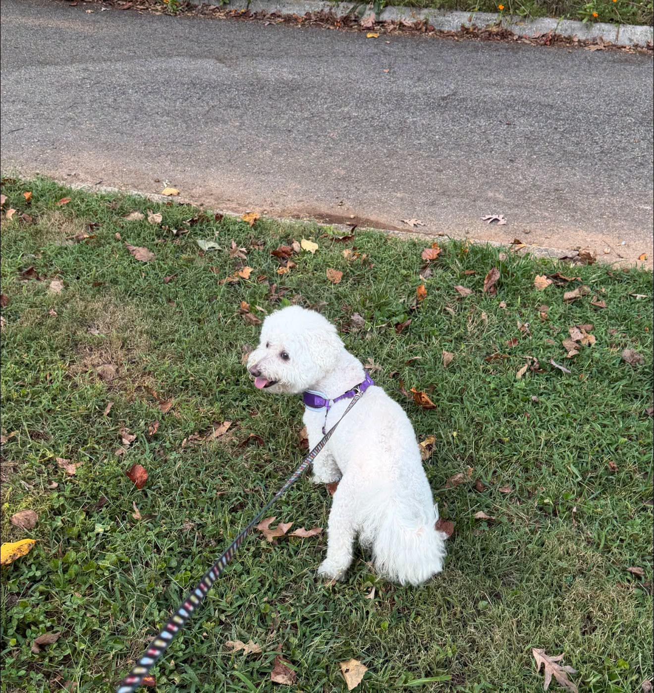 Spencer, Adoptable, Senior Male Bichon Frise & Poodle.