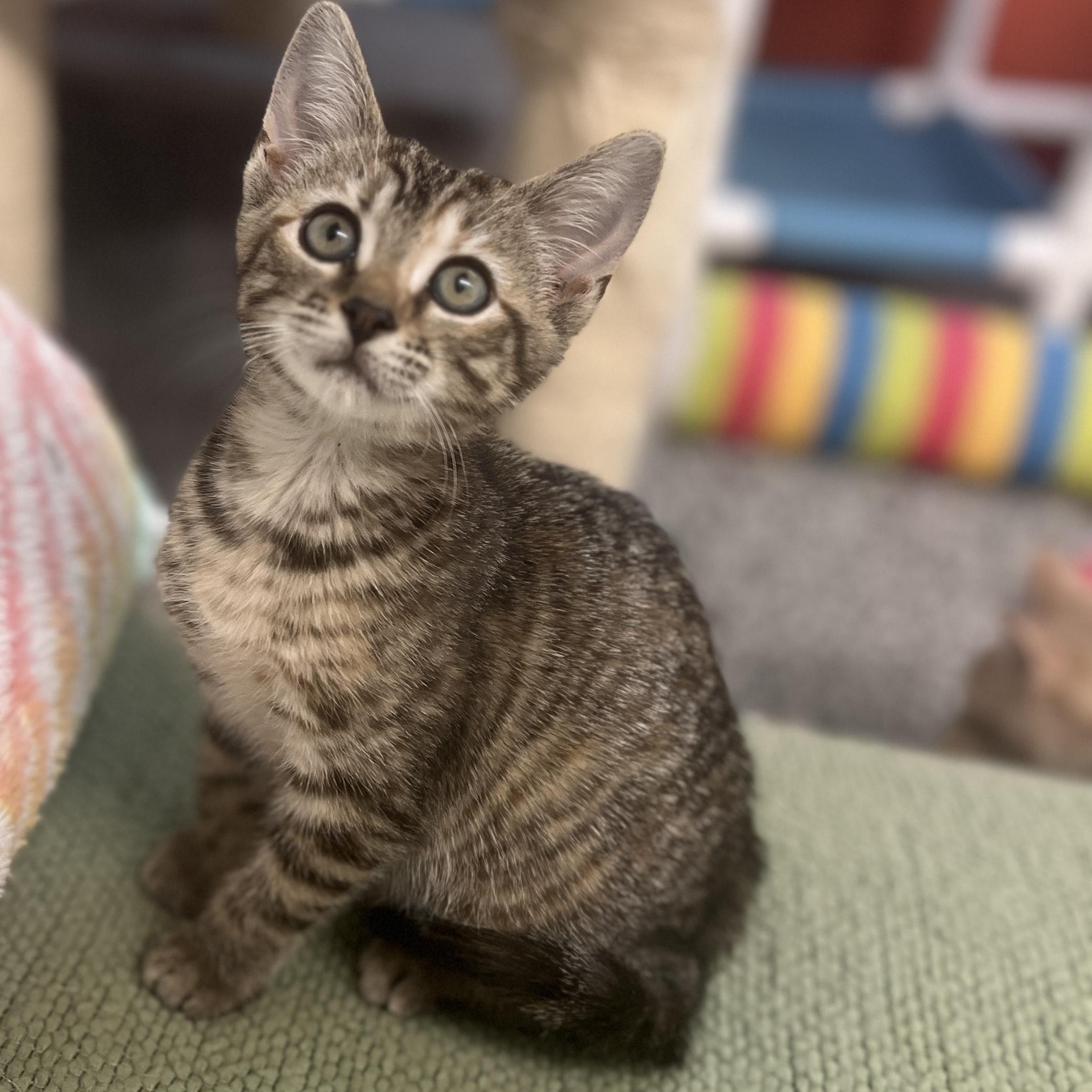 Pip