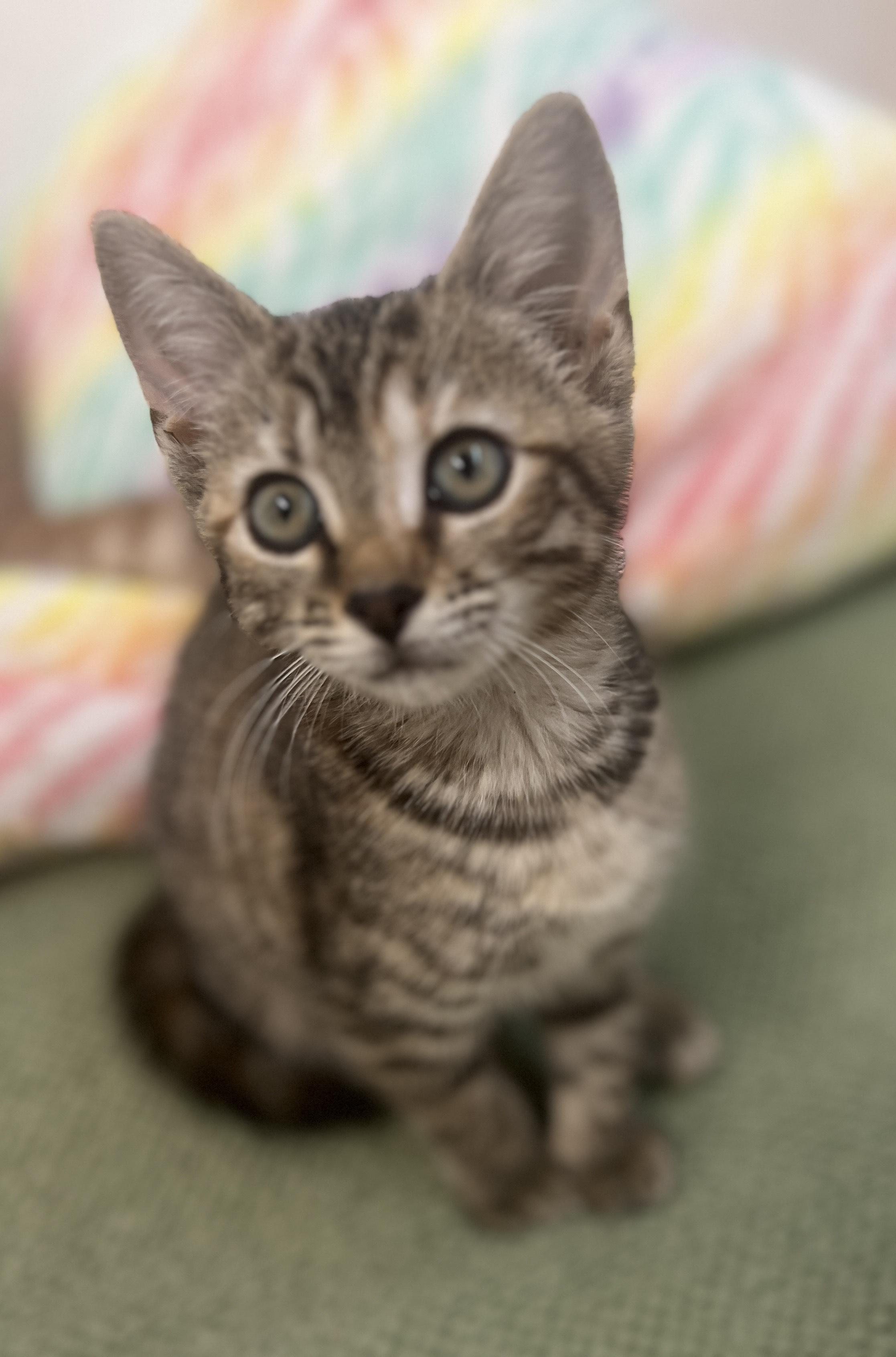 Pip