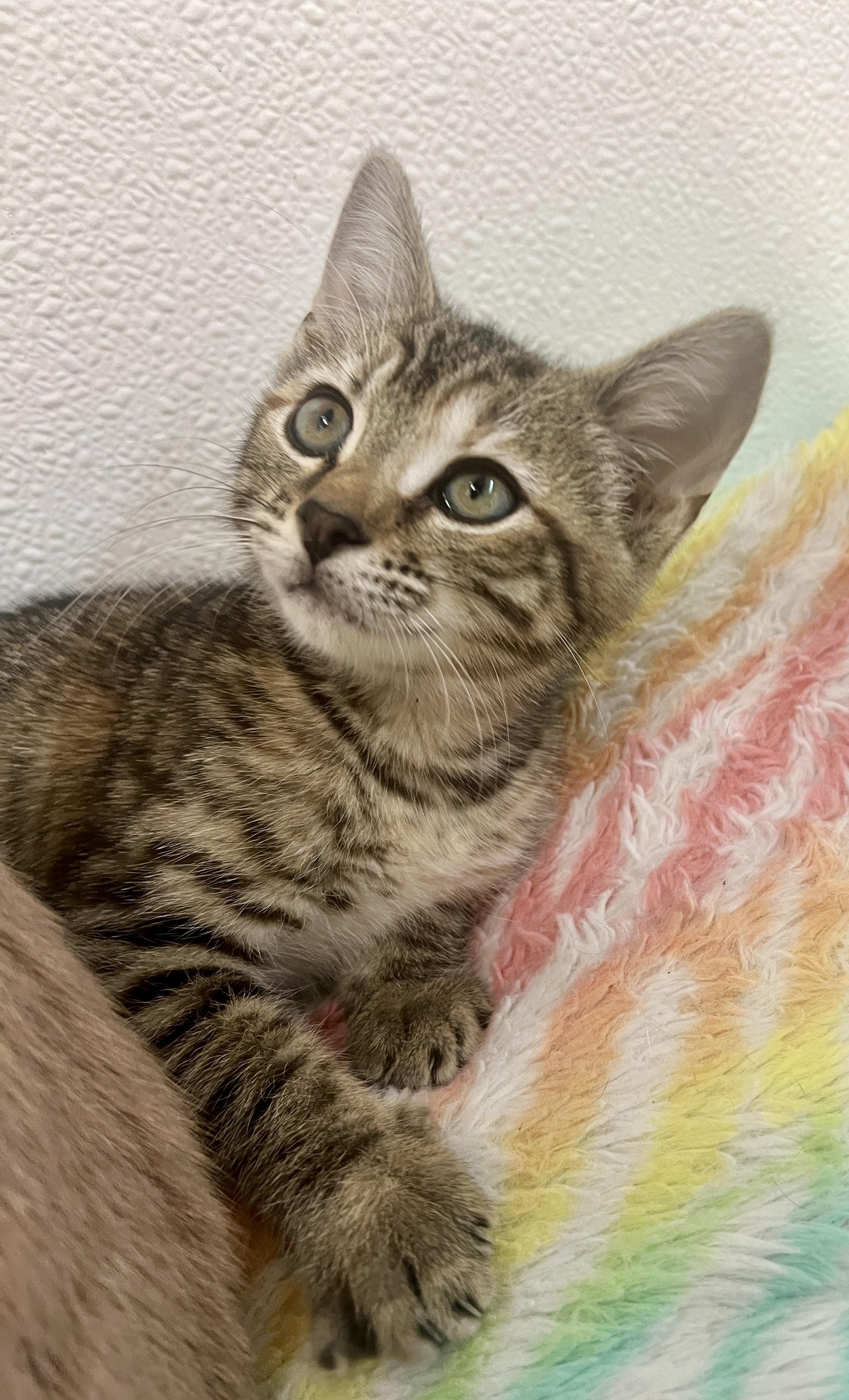 Pip