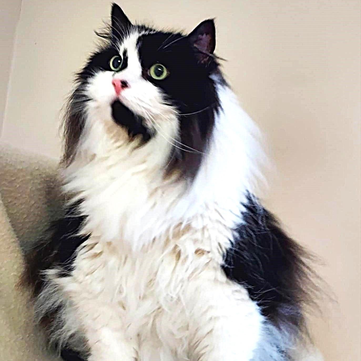 Bones, Adult Male Domestic Long Hair