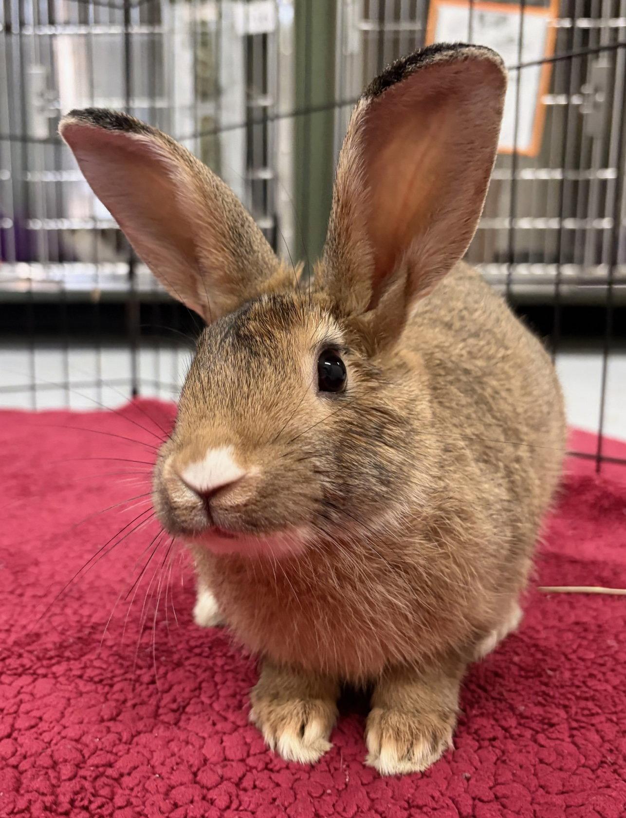 Major Tom, Adoptable, Baby Male American.