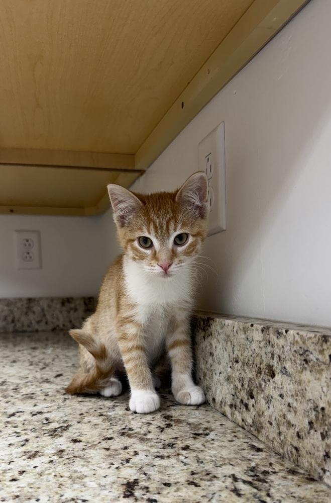 Enlarge North, a Adoptable Domestic Short Hair in Salmon, ID image 1/3
