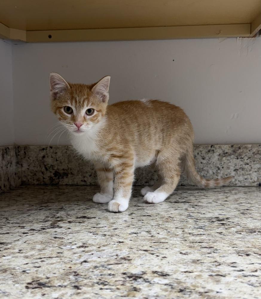 Enlarge North, a Adoptable Domestic Short Hair in Salmon, ID image 2/3