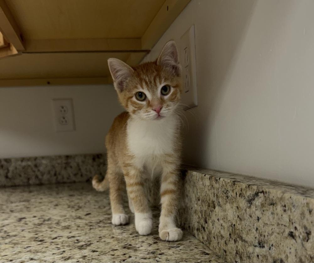 Enlarge North, a Adoptable Domestic Short Hair in Salmon, ID image 3/3