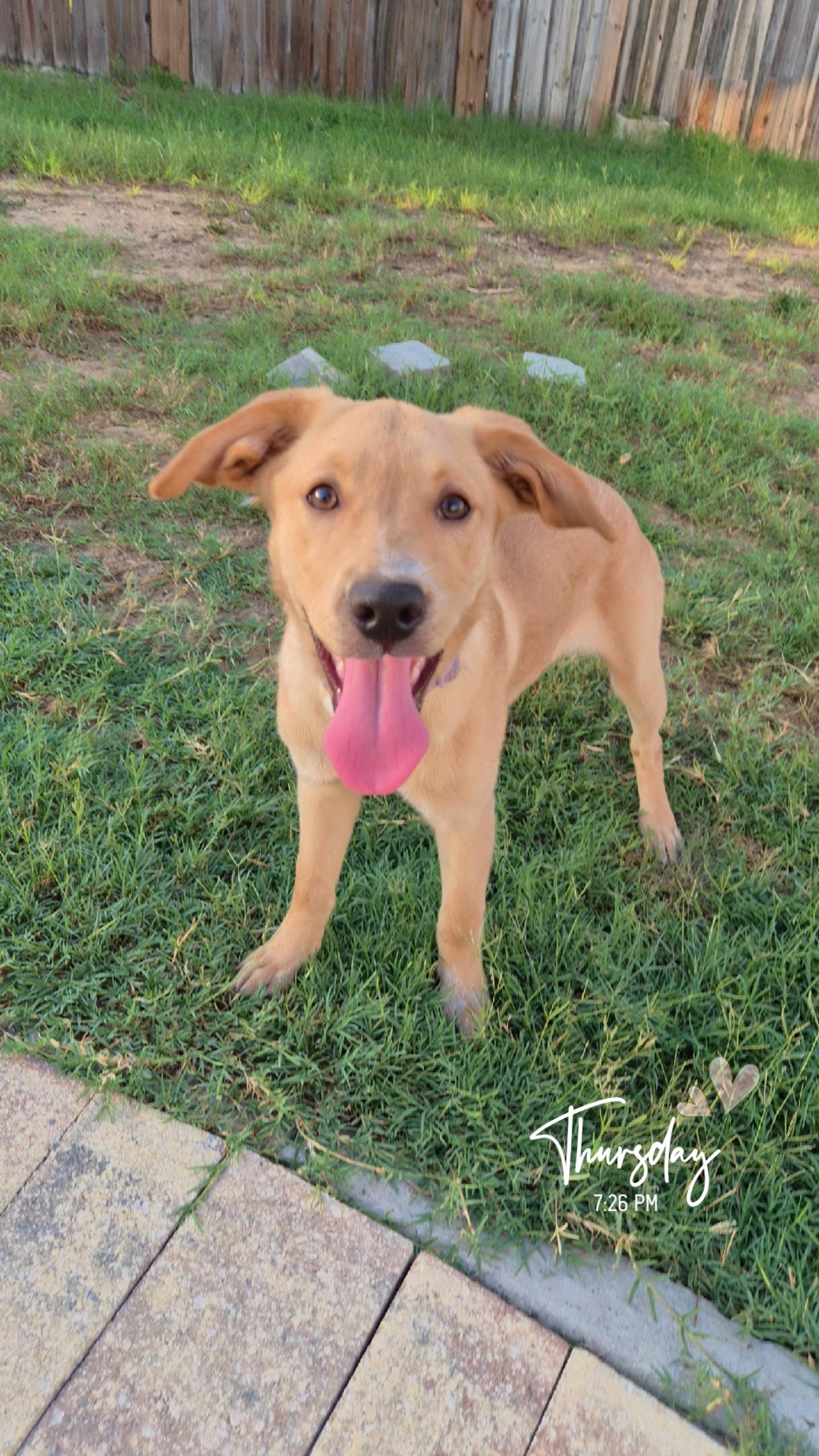 Dream, adopted, Puppy Female Golden Retriever & Labrador Retriever.