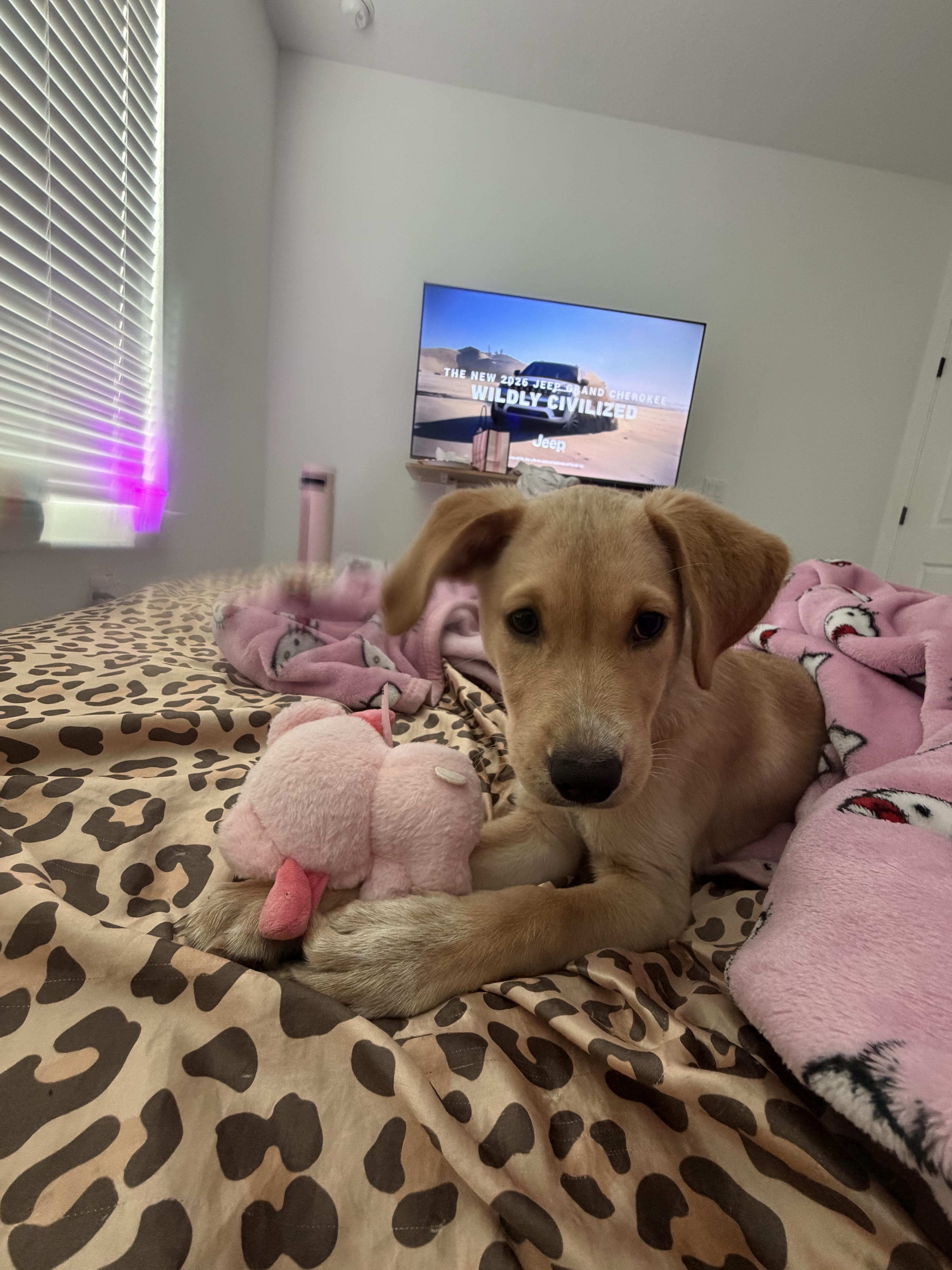 Enlarge Dream, an adopted mixed breed in Orlando, FL image 3/6