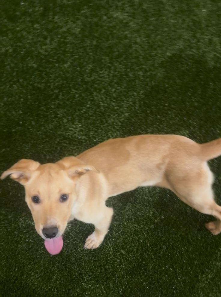 Enlarge Dream, an adopted mixed breed in Orlando, FL image 4/6