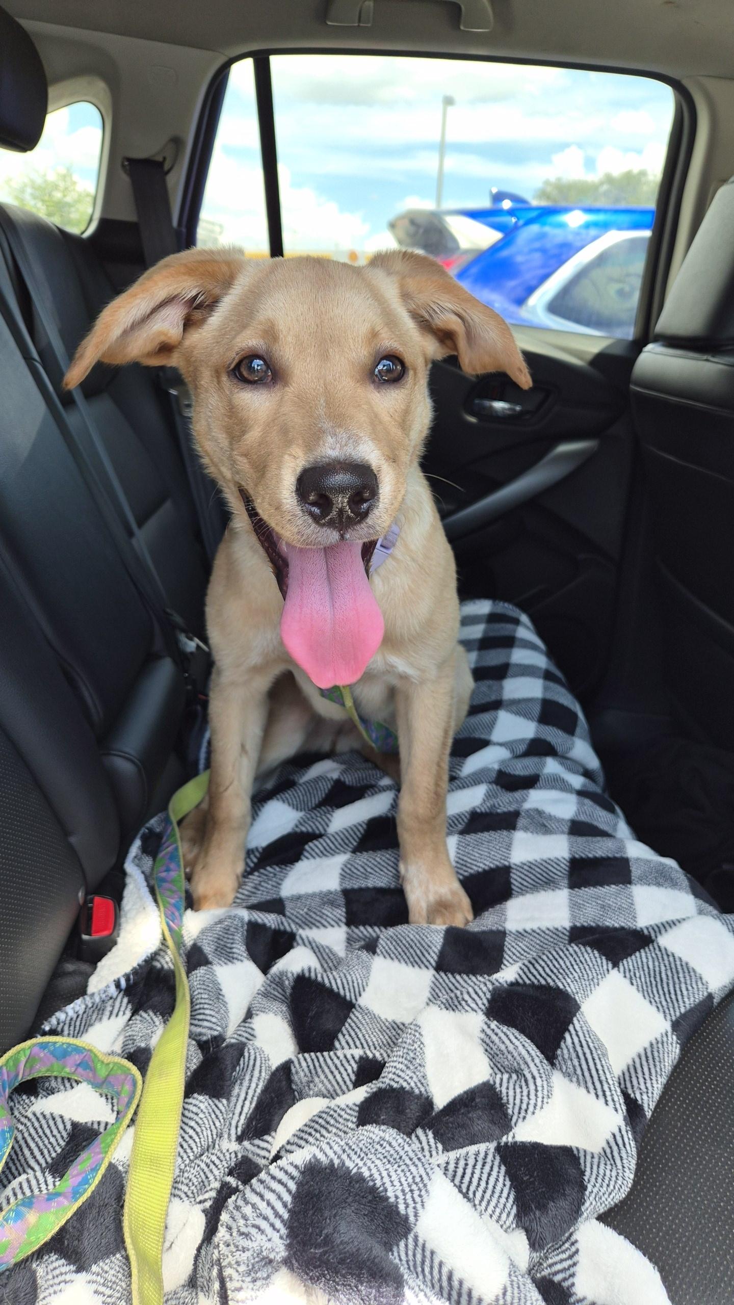 Enlarge Dream, an adopted mixed breed in Orlando, FL image 2/6