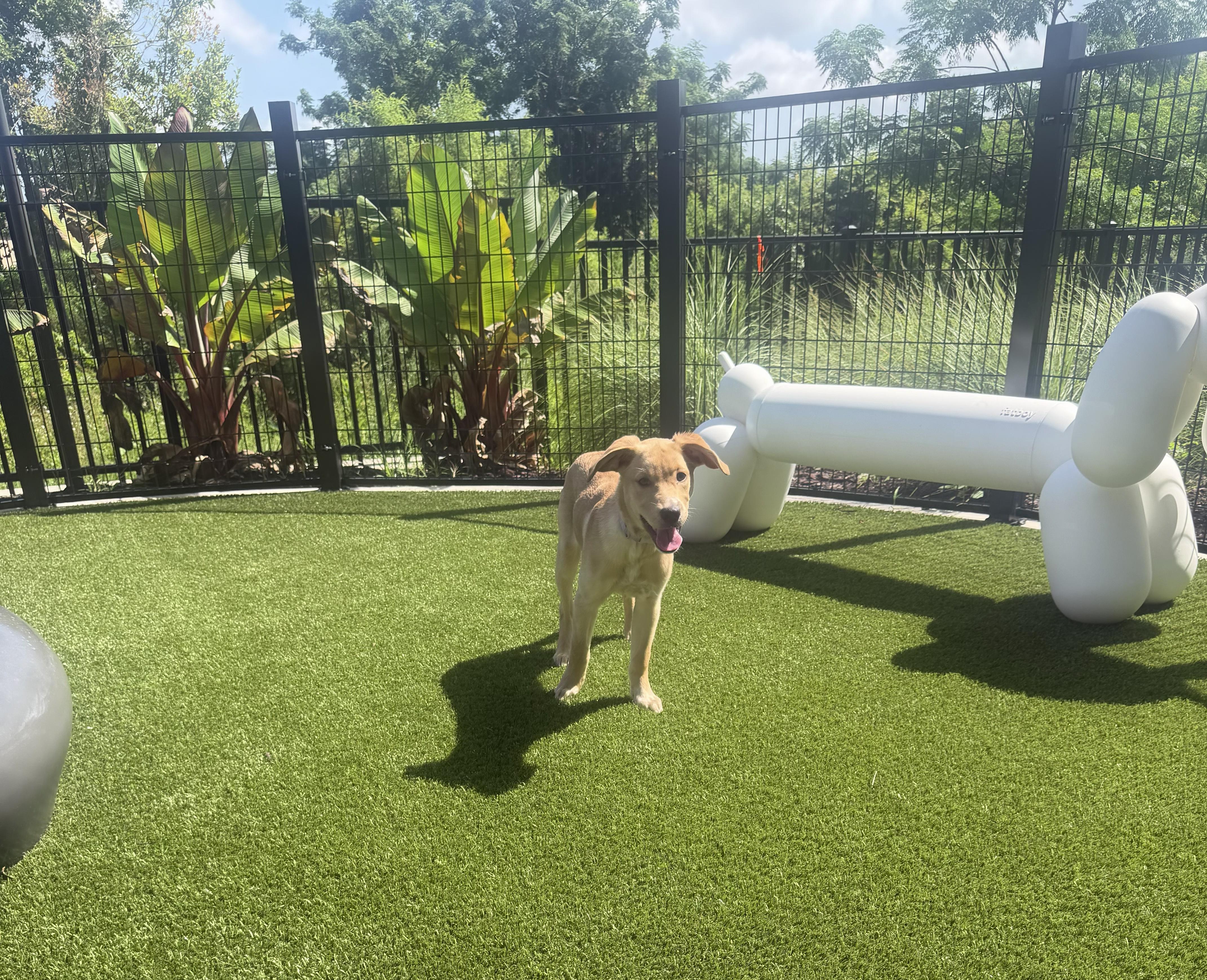 Enlarge Dream, an adopted mixed breed in Orlando, FL image 6/6
