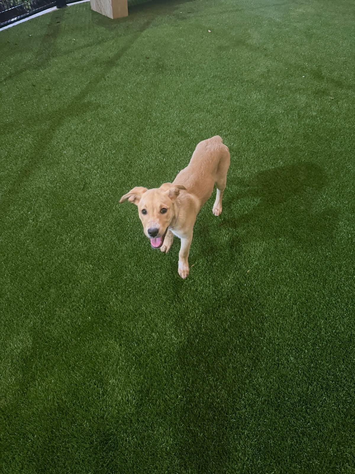 Enlarge Dream, an adopted mixed breed in Orlando, FL image 5/6