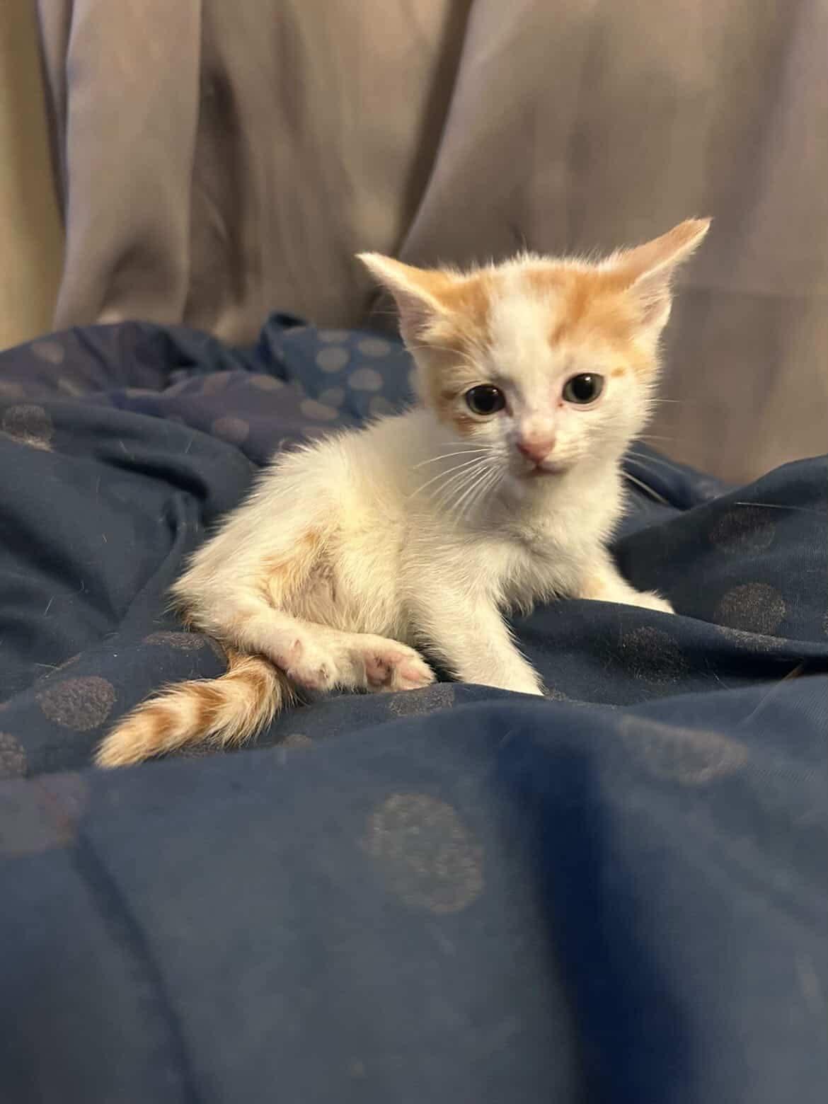Cider , adopted, Kitten Male Domestic Short Hair.