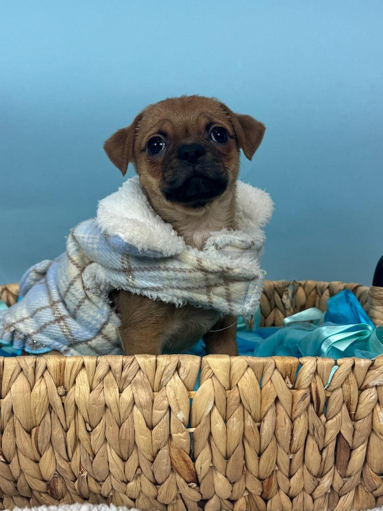 Winzig, Adoptable, Puppy Female Chihuahua & Rat Terrier.