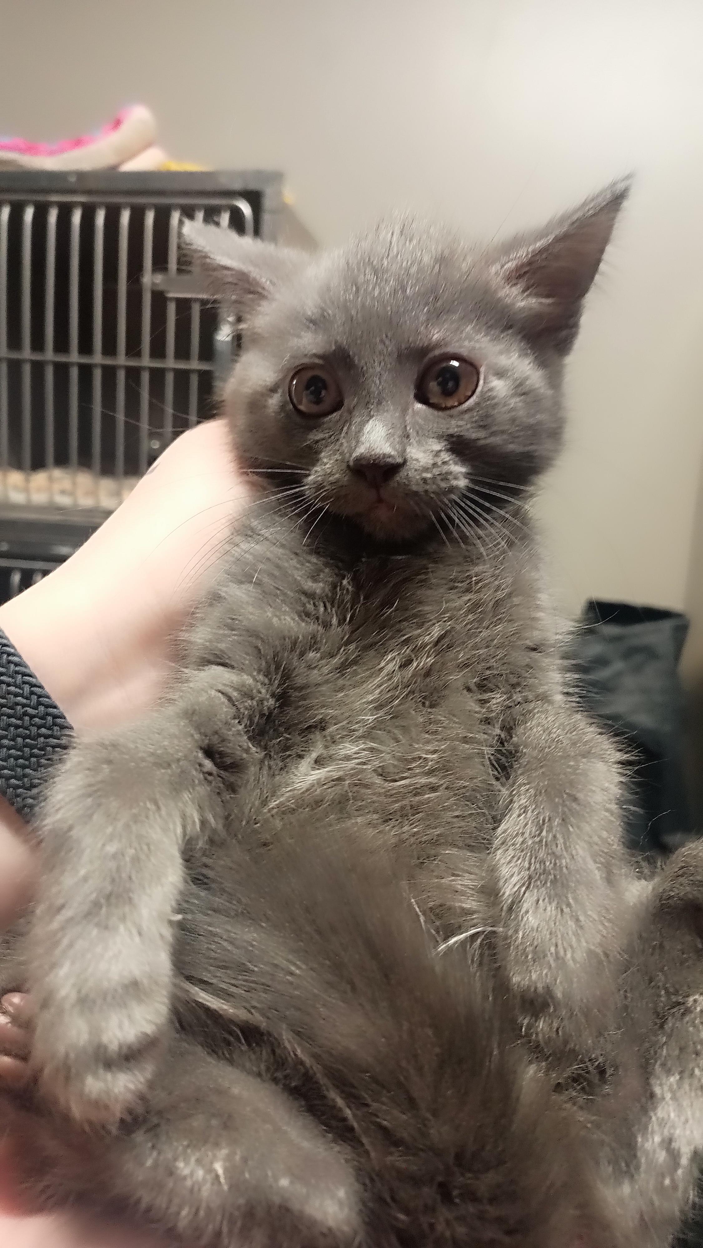 Rasputia, Adoptable, Kitten Female Domestic Medium Hair.