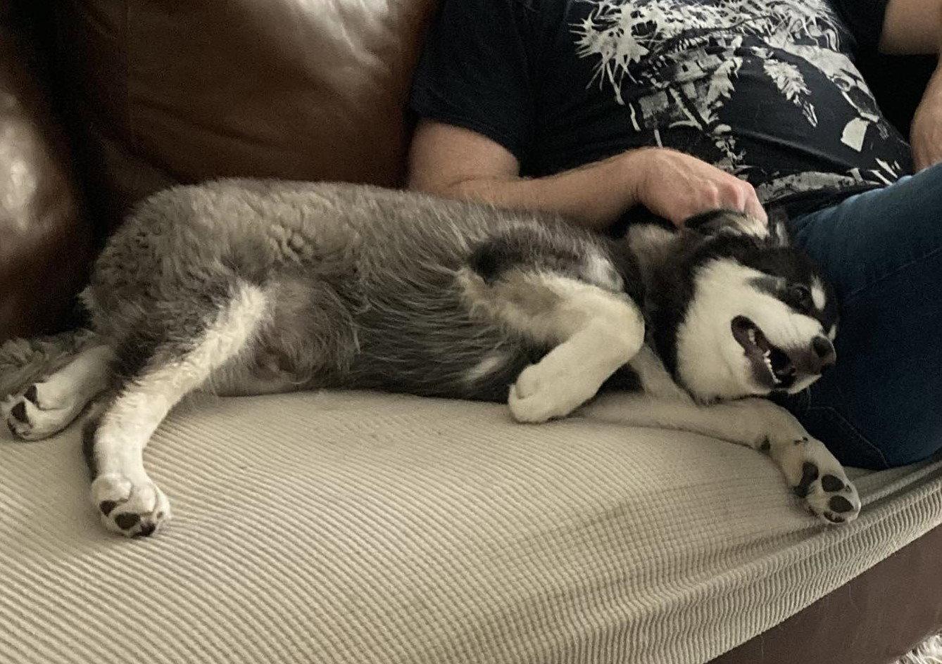 KODIAK, Adopted, Puppy Male Alaskan Malamute.