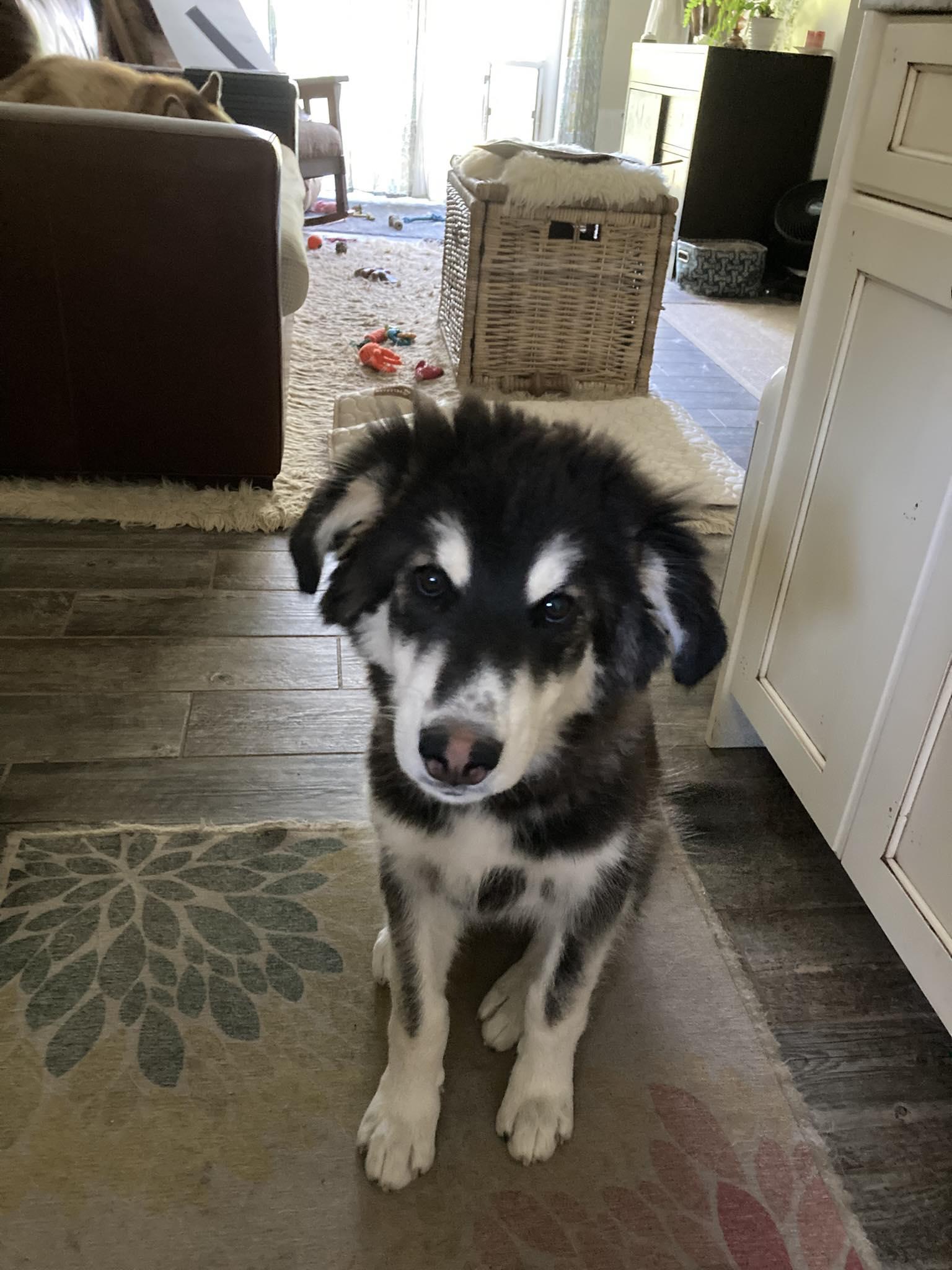 Enlarge KODIAK, a Adopted Alaskan Malamute in Seattle, WA image 2/3