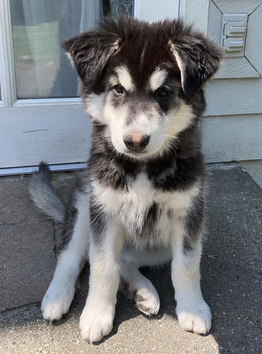 Enlarge KODIAK, a Adopted Alaskan Malamute in Seattle, WA image 3/3