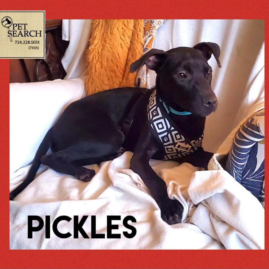 Pickles, Adoptable, Senior Male Black Labrador Retriever.