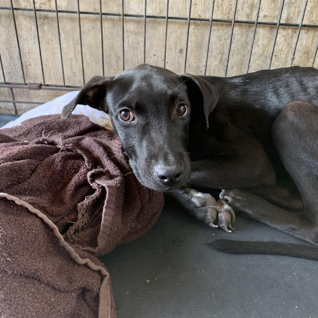 Pickles, a Adoptable mixed breed in Washington, PA image 2/2