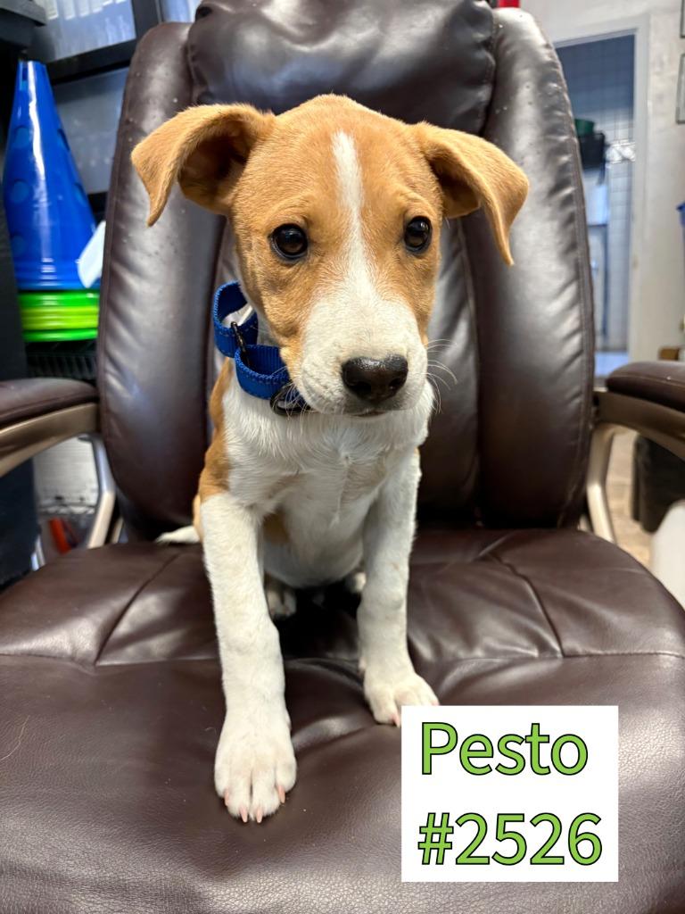 Pesto, a Adoptable mixed breed in Reno, NV image 2/6