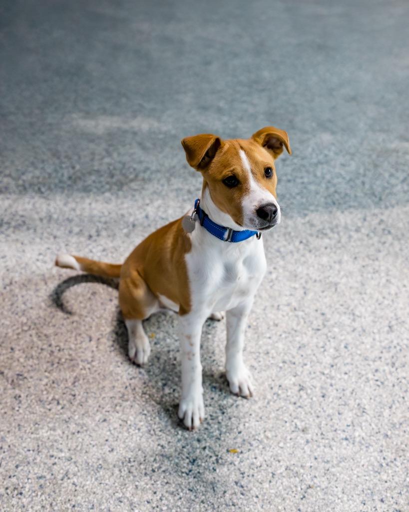 Pesto, a Adoptable mixed breed in Reno, NV image 3/6