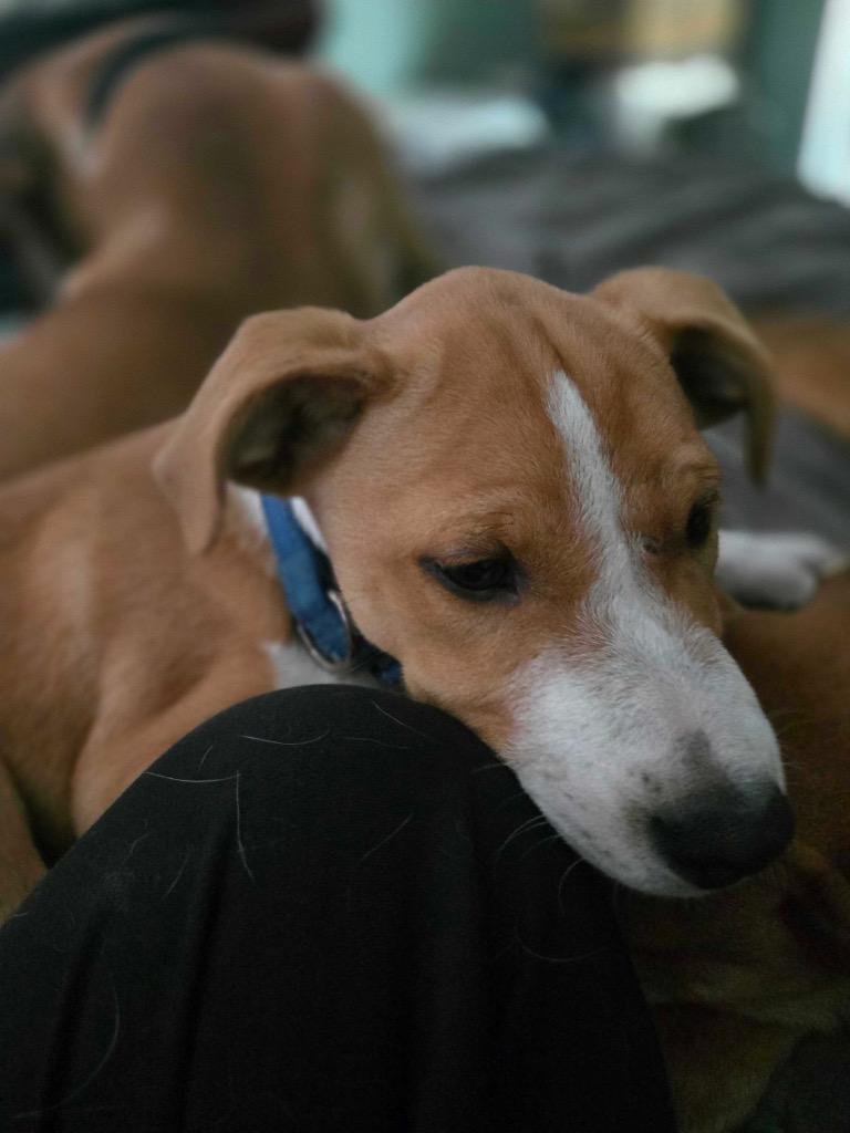 Pesto, a Adoptable mixed breed in Reno, NV image 4/6