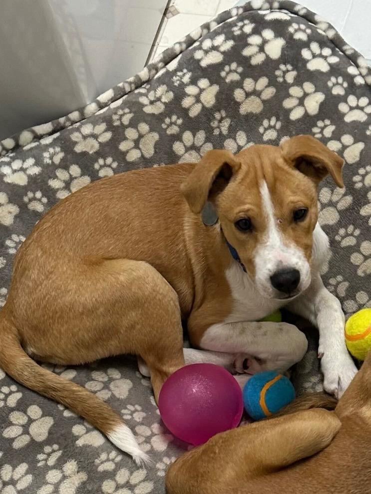 Pesto, a Adoptable mixed breed in Reno, NV image 5/6