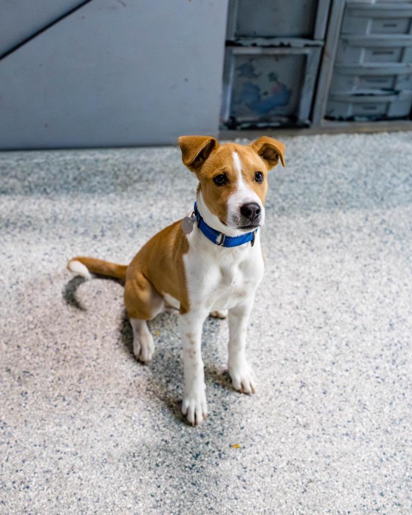 Pesto, a Adoptable mixed breed in Reno, NV image 6/6