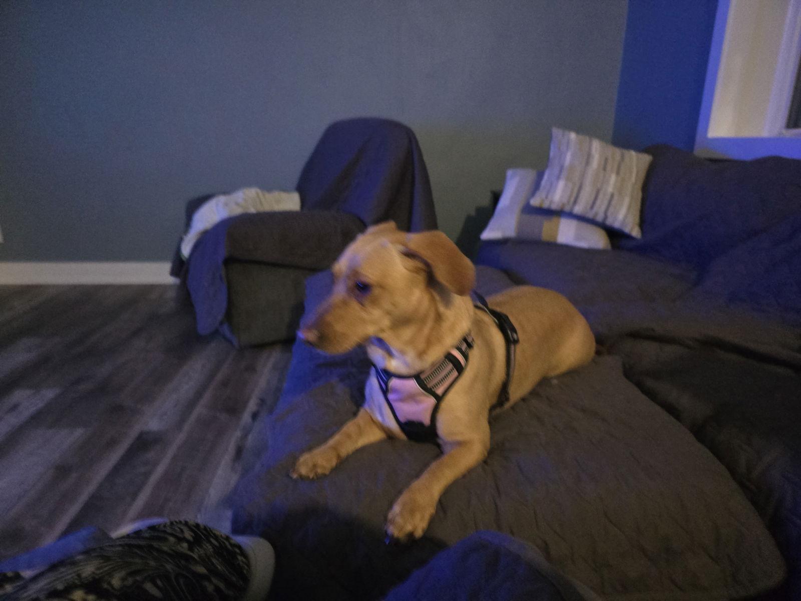 Enlarge Emmy, a Adoptable mixed breed in Morganville, NJ image 1/3