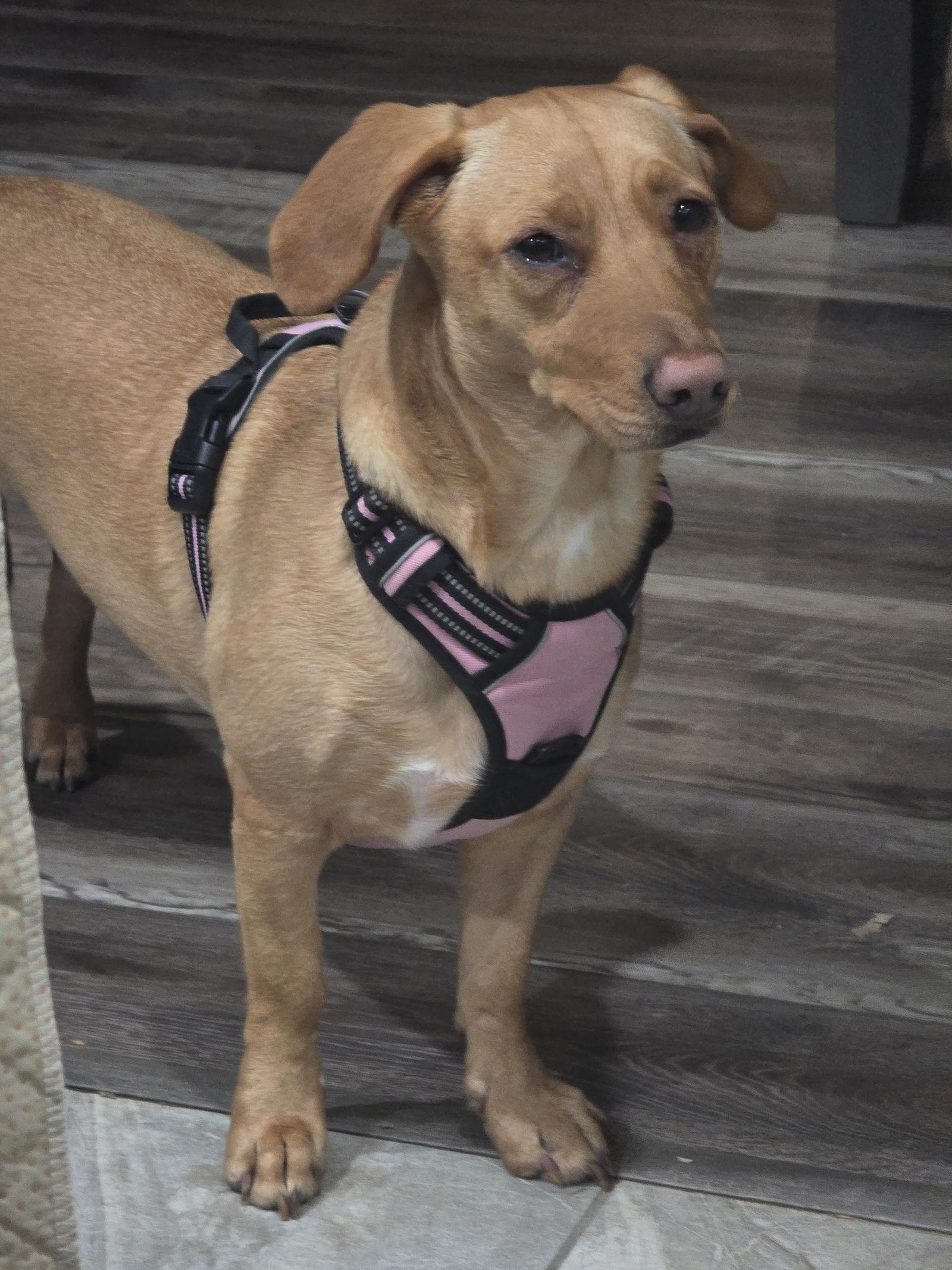 Enlarge Emmy, a Adoptable mixed breed in Morganville, NJ image 2/3