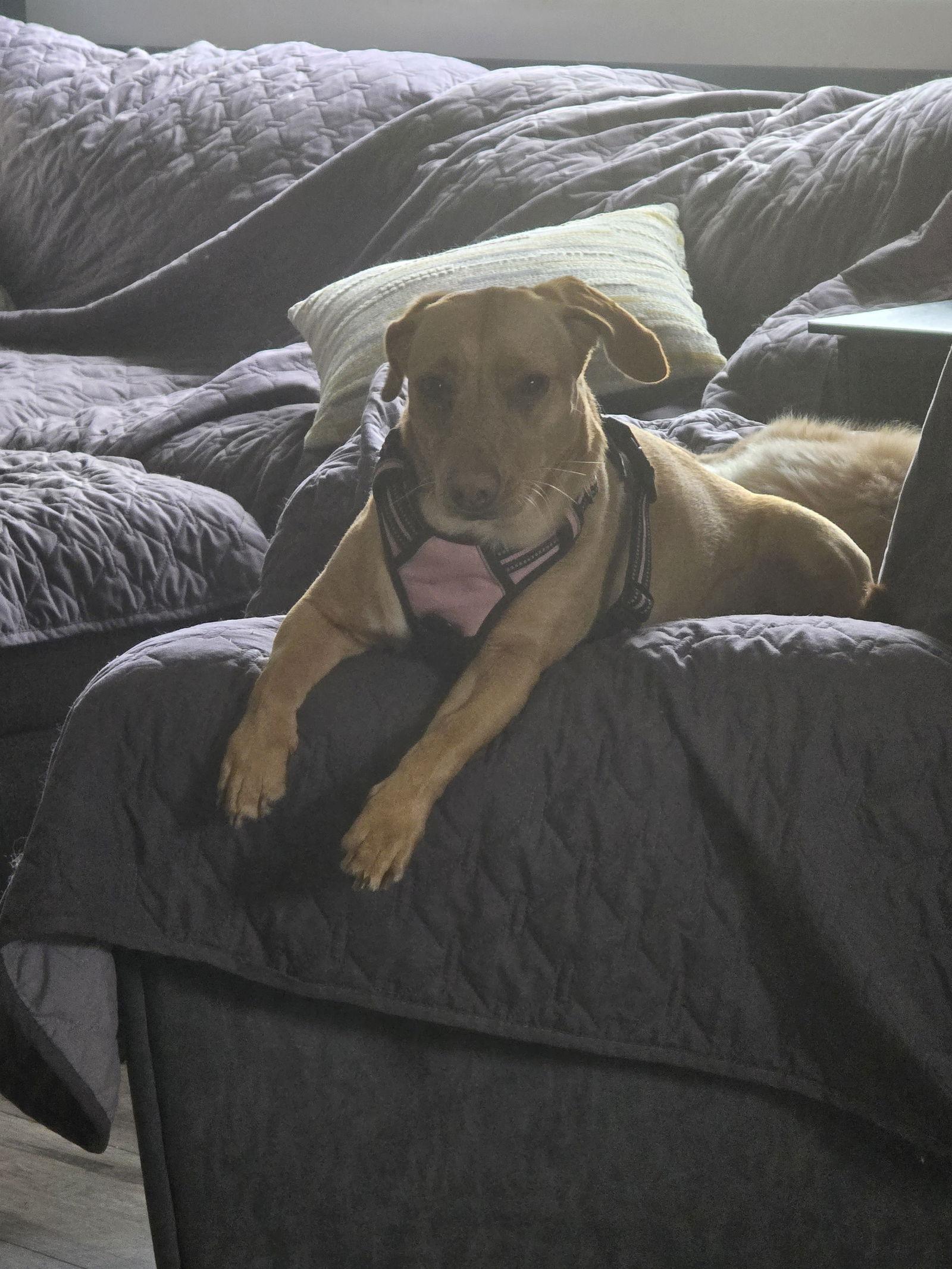 Enlarge Emmy, a Adoptable mixed breed in Morganville, NJ image 3/3