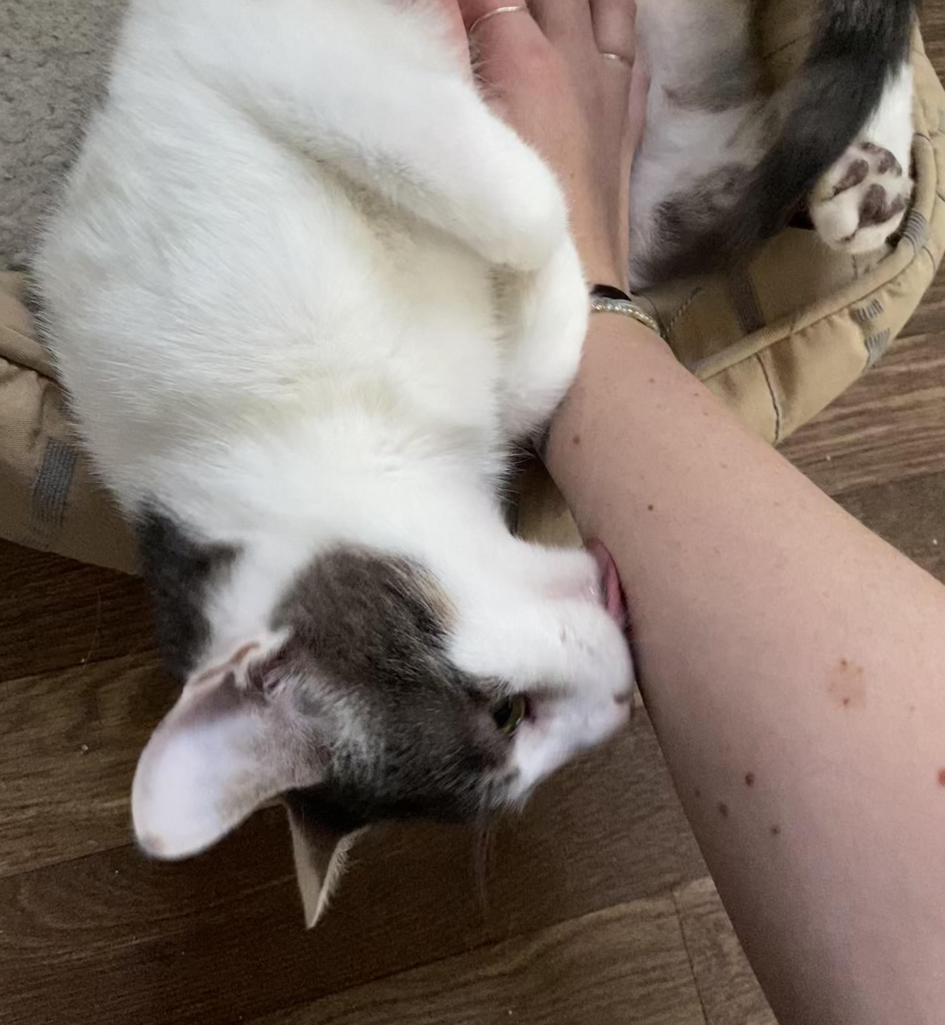 Enlarge Xander, a Adopted Domestic Short Hair in Roanoke, VA image 3/5