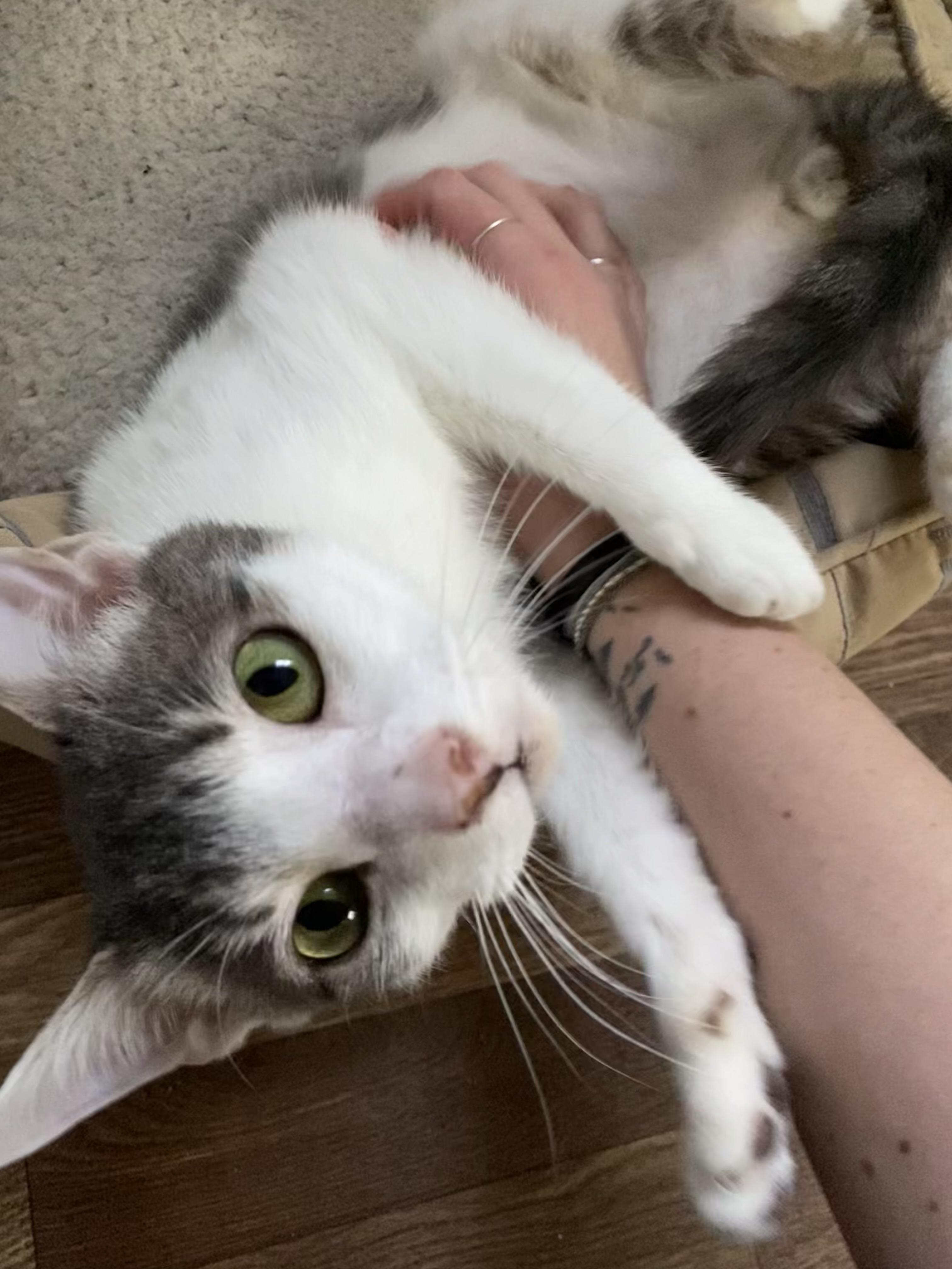 Enlarge Xander, a Adopted Domestic Short Hair in Roanoke, VA image 4/5