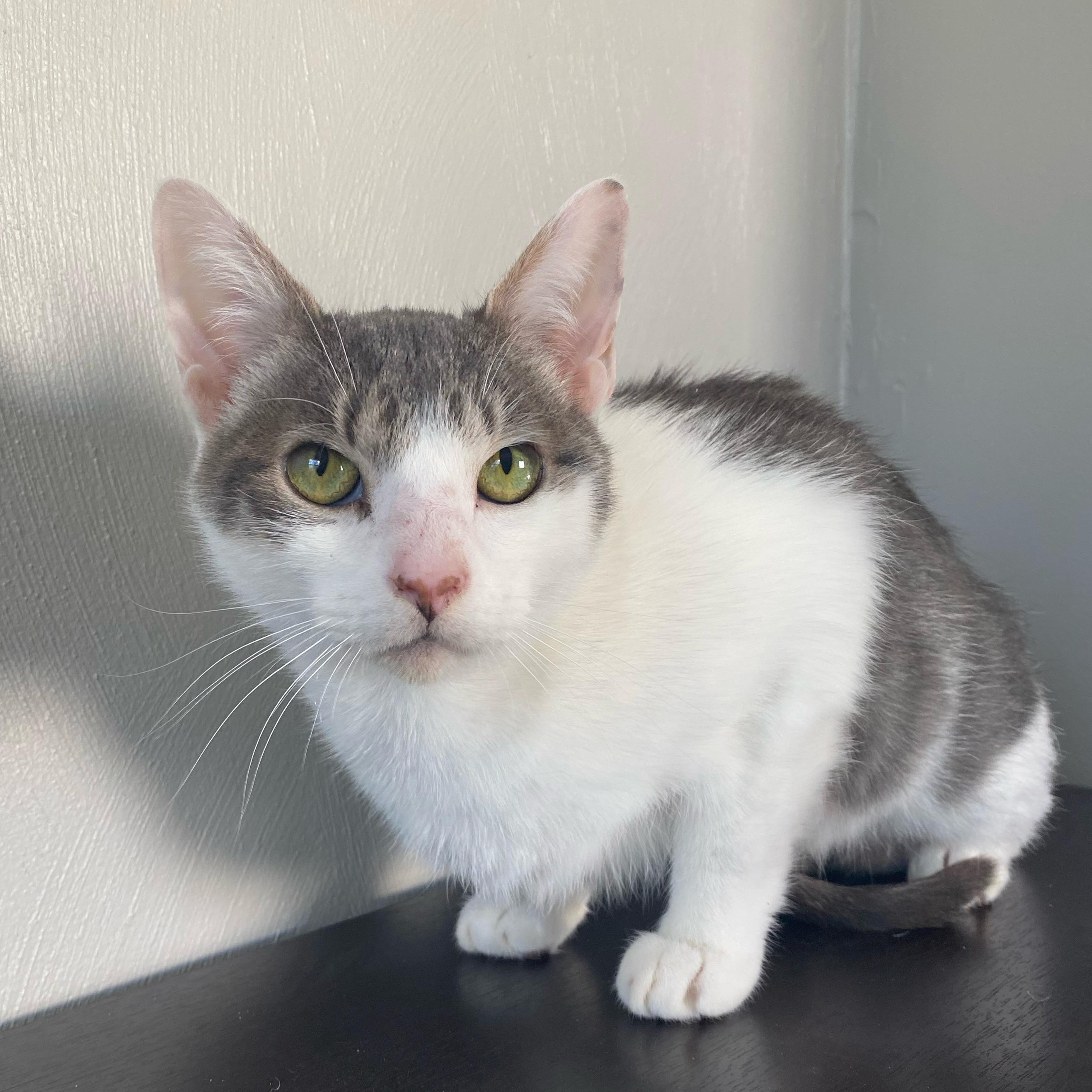 Enlarge Xander, a Adopted Domestic Short Hair in Roanoke, VA image 5/5