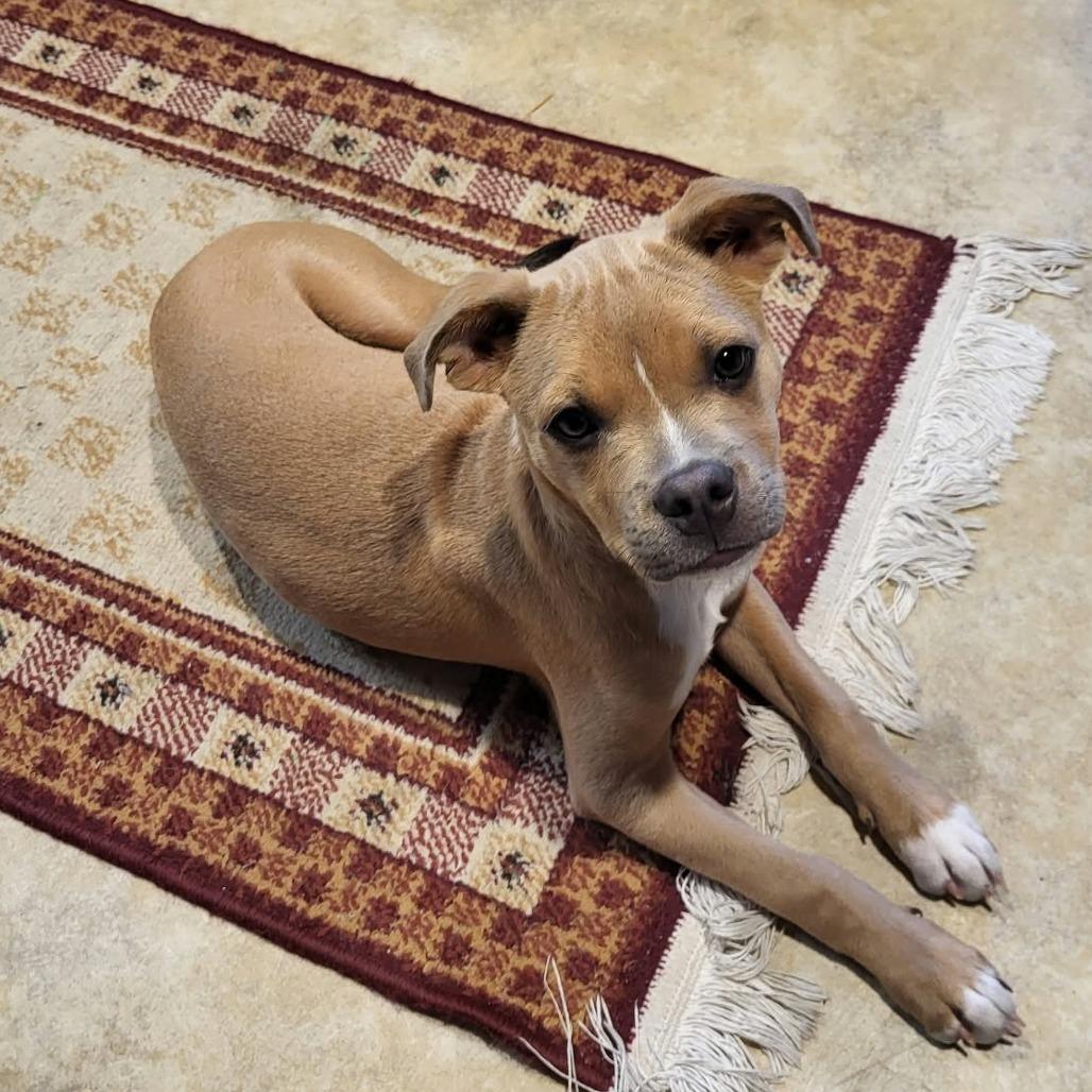 Luna, Adoptable, Puppy Female Boston Terrier & Mixed Breed.