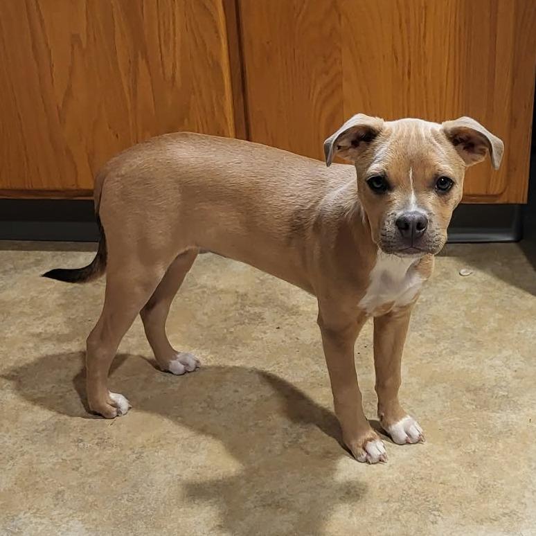 Enlarge Luna, a Adoptable mixed breed in Wadena, MN image 2/3