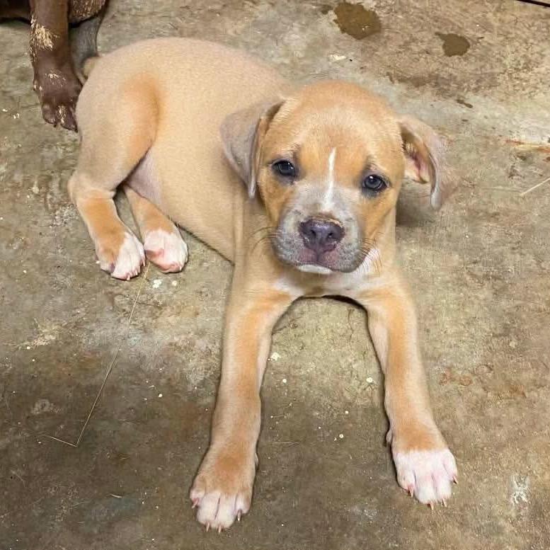 Enlarge Luna, a Adoptable mixed breed in Wadena, MN image 3/3