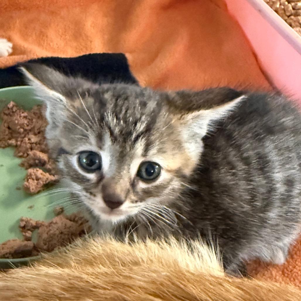 Ambrosia, Adoptable, Kitten Female Domestic Short Hair.