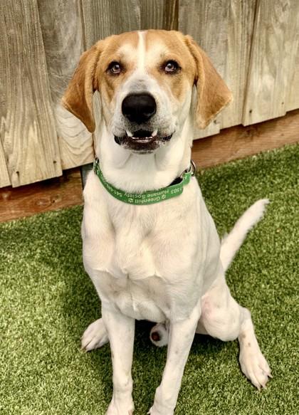 Benny, Adoptable, Adult Male Hound & Mixed Breed.