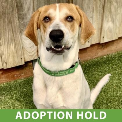Benny, Adoptable, Adult Male Hound & Mixed Breed.
