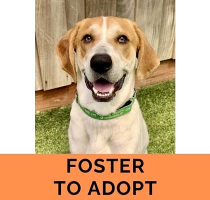 Benny, a Adoptable mixed breed in Eugene, OR image 1/3