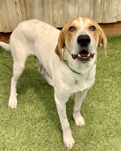 Benny, a Adoptable mixed breed in Eugene, OR image 2/3